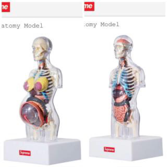 Supreme Female Anatomy Model 2体セット　人体模型