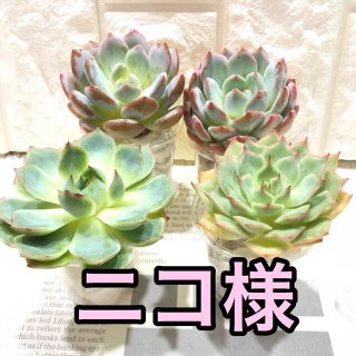 ニコ様専用 多肉植物(その他)