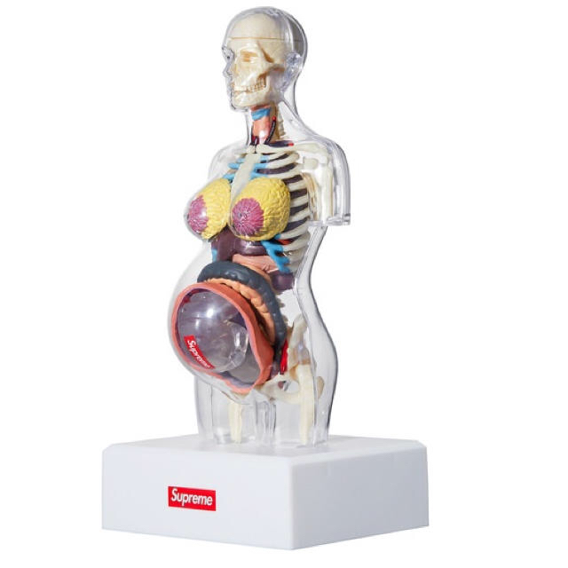 Supreme Female Anatomy Model シュプリームトルソー