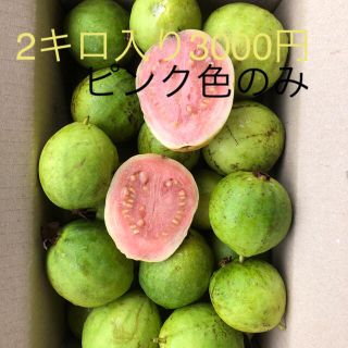 もぎ立てグァバ徳之島産2キロ3000円ピンクのみ(フルーツ)