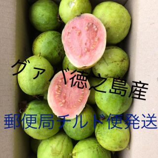 もぎたてグァバ徳之島産1キロ2000円ピンクのみ(野菜)