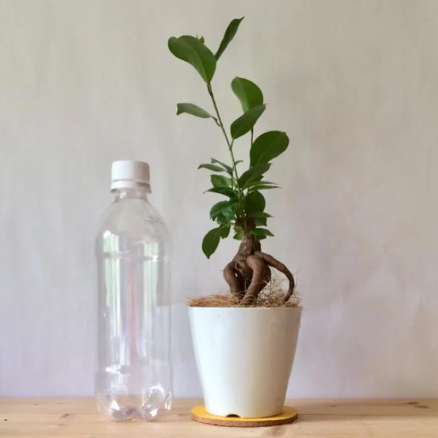ガジュマル 多幸の樹 卓上サイズ 観葉植物の通販 By さくら S Shop ラクマ ガジュマル 多幸の樹 卓上サイズ 観葉植物の通販 By さくら S Shop ラクマ