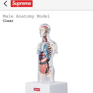 シュプリーム(Supreme)のsupreme  Male Anatomy Model 人体模型(模型/プラモデル)