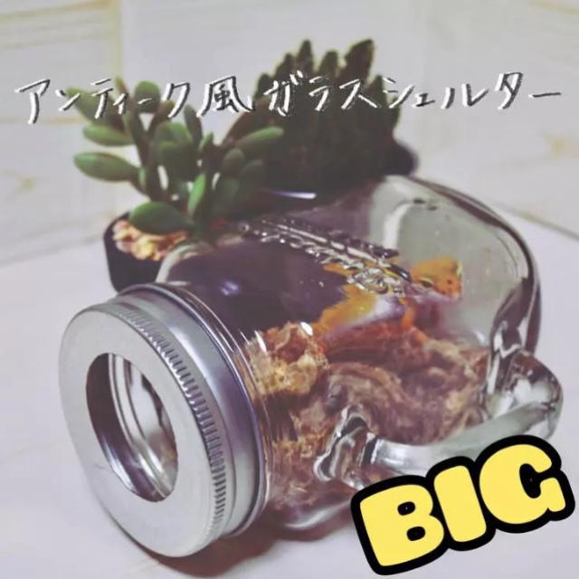 《爬虫類》アンティーク風 透明ガラスシェルター BIGサイズ《レオパetc..》 その他のペット用品(爬虫類/両生類用品)の商品写真