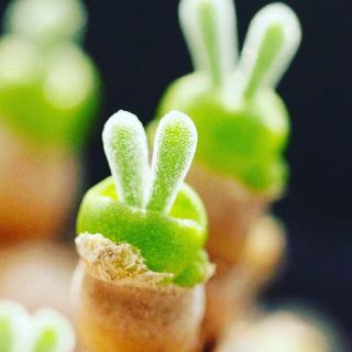 多肉植物 オープン記念 444円 モニラリア の種 10粒  ウサギの耳 (その他)