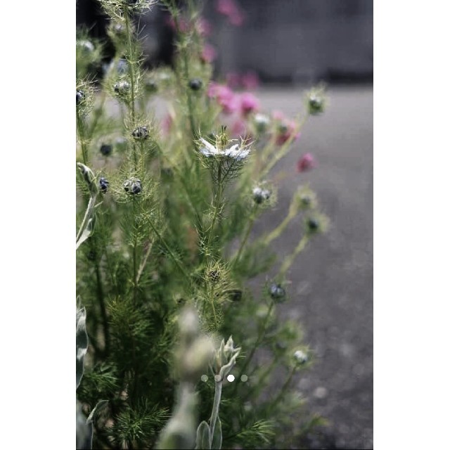 35mm F2 単焦点レンズ!Nikon一眼レフカメラ対応!サードパーティ製AF