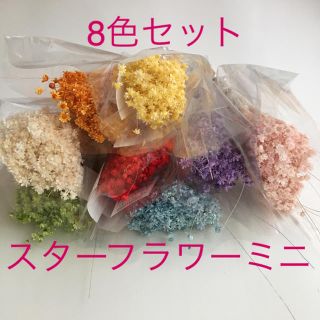 大地農園 スターフラワー ミニ  8色セット(プリザーブドフラワー)