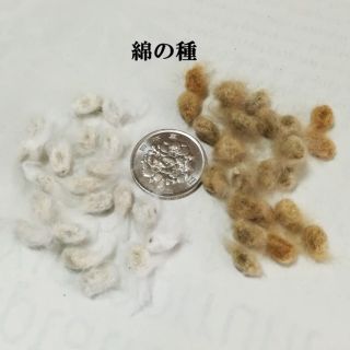 綿の種　　2種類を各30粒(その他)