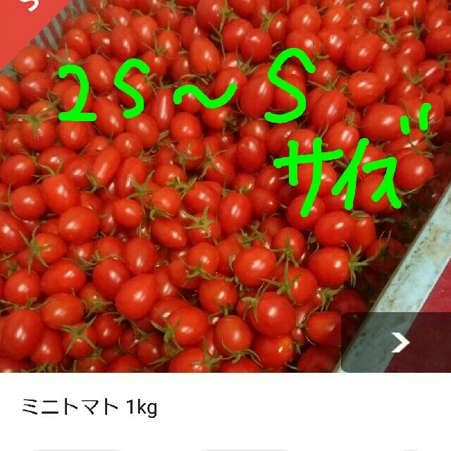 ミニトマト 1kg 食品/飲料/酒の食品(野菜)の商品写真