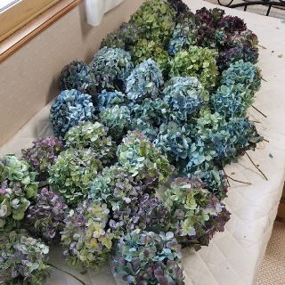 Yuu hana様ご専用♡②秋色紫陽花ドライフラワー(ドライフラワー)