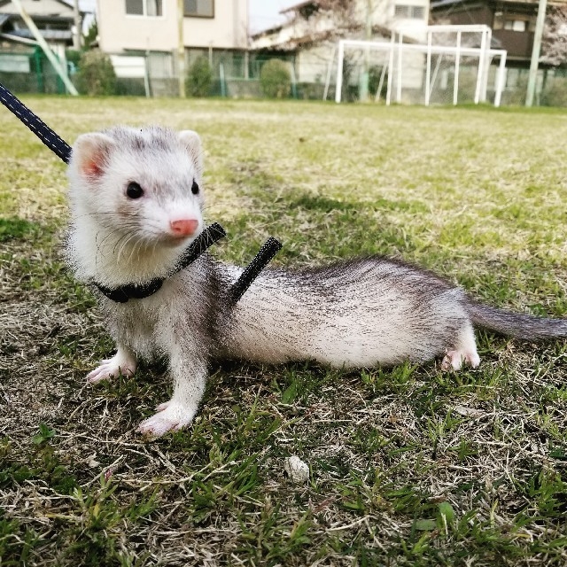 フェレット ハーネス その他のペット用品(小動物)の商品写真