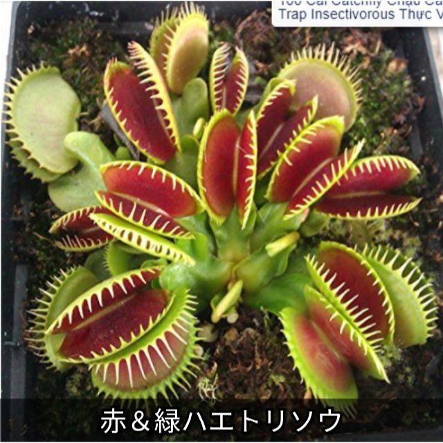 赤&緑ハエトリグサ ハエトリソウ(ビーナスフライトラップ)100粒 食虫植物 ハンドメイドのフラワー/ガーデン(その他)の商品写真
