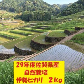 るり様専用!無農薬!自然栽培!29年度佐賀県産!「伊勢ヒカリ」白米２ｋｇ(米/穀物)