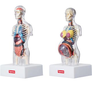 シュプリーム(Supreme)のダイゴロー様専用 男女2体セット supreme anatomy 人体模型(模型/プラモデル)