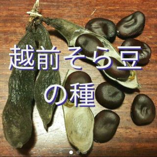 越前そら豆の種(固定種)(その他)