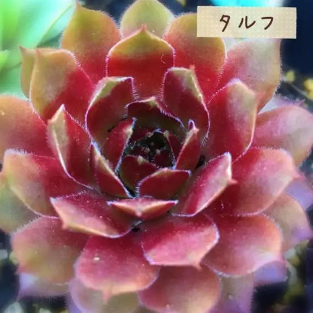 最安値挑戦】 多肉植物❤センペルビウム❤タンホルン❤抜き苗 植物