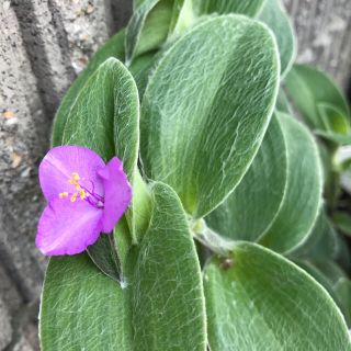 多肉植物 白絹姫  抜き苗(その他)