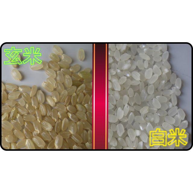☆新米 30年 コシヒカリ定番のお米！白米24ｋｇの出品です。玄米可