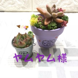 ヤムヤム様専用 多肉植物(その他)