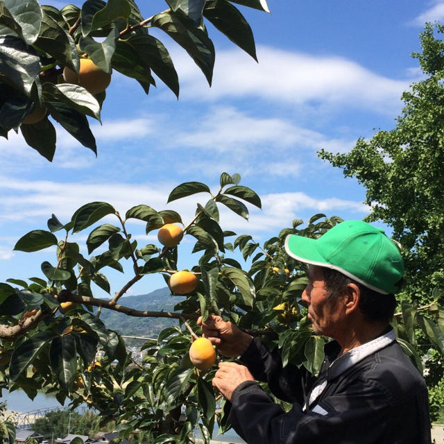 和歌山の家庭用たねなし柿7.5キロ！送料込み(東北沖縄北海道は別途) 食品/飲料/酒の食品(フルーツ)の商品写真