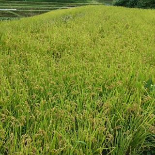 お米 奈良県産ヒノヒカリ玄米(米/穀物)