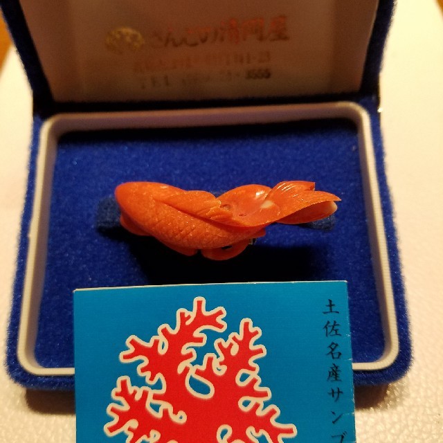 高知産朱赤珊瑚　大振　鯉魚の帯留