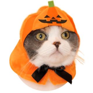 ねこハロウィンちゃん ねこのハロウィン ねこのかぶりもの ねこ
