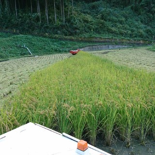 【期間限定】お米(ヒノヒカリ)玄米 30年産 新米(米/穀物)