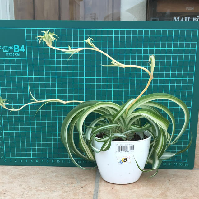 オリヅルラン ボニーの通販 By Miho0024 S Shop ラクマ オリヅルラン ボニーの通販 By Miho0024 S Shop ラクマ