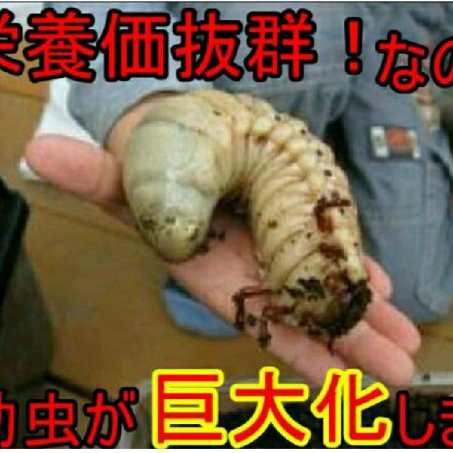 カブトムシ幼虫が大きくなります！ヒマラヤひらたけ発酵マット！栄養価抜群！産卵にも その他のペット用品(虫類)の商品写真