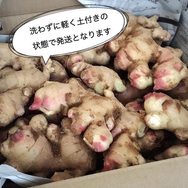 無農薬♪新生姜1kg【10/17発送予定】 食品/飲料/酒の食品(野菜)の商品写真