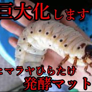 カブトムシ幼虫が大きくなります!ヒマラヤひらたけ発酵マット