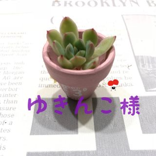 ゆきんこ様専用 多肉植物(その他)