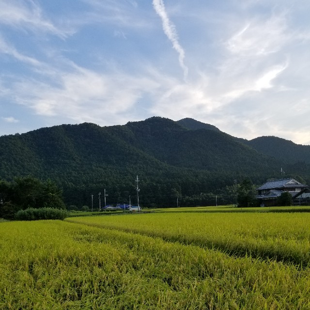 平成30年度兵庫県丹波産　無農薬コシヒカリ5キロ 食品/飲料/酒の食品(米/穀物)の商品写真