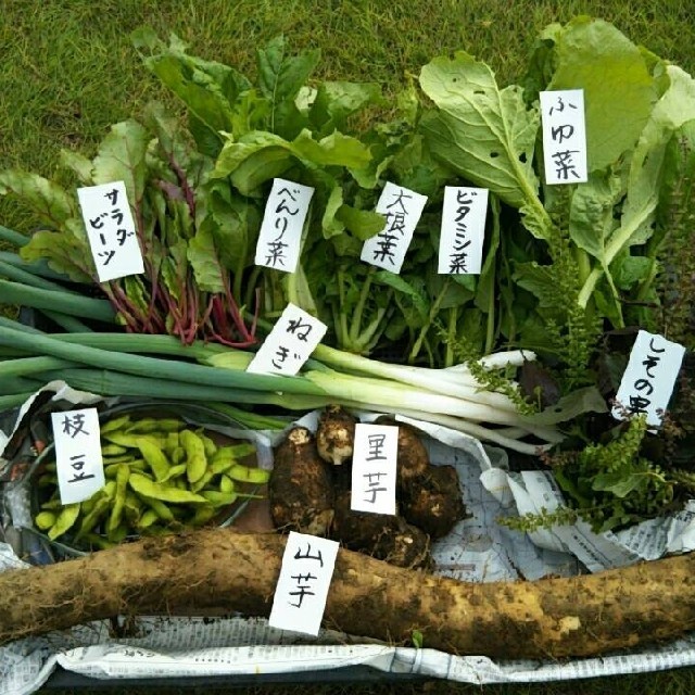 ゆう様専用！ご予約60サイズ 食品/飲料/酒の食品(野菜)の商品写真