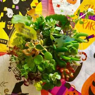 多肉植物カット苗５０本以上❣️セダム他多数++ハロウィン++(その他)