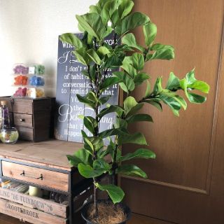 うーさん様専用！観葉植物カシワバゴムバンビーノ♪シルエット綺麗‼️受皿プレゼント(プランター)