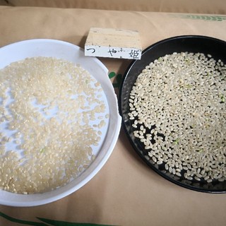 30年産つや姫30k玄米(米/穀物)