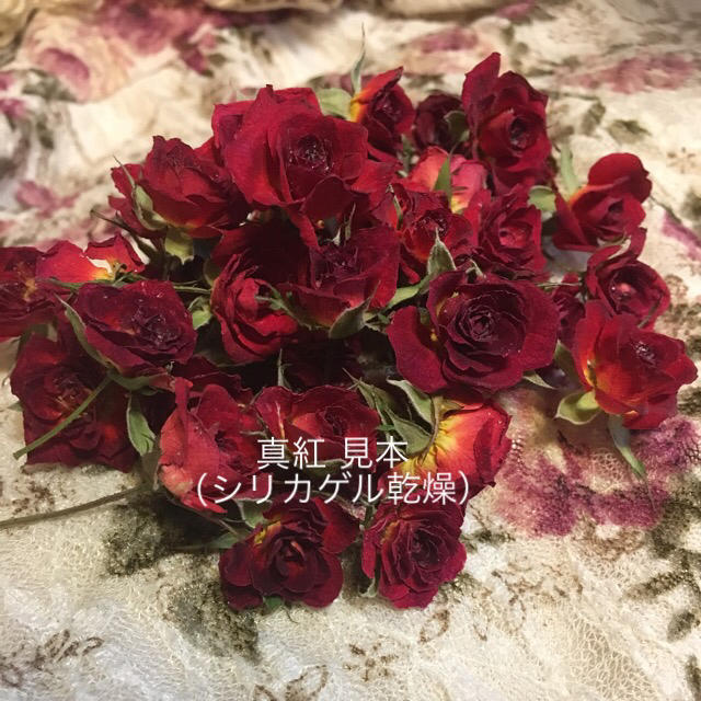 ミニバラ Mix ドライフラワー シリカゲル乾燥輪セット おまけ付き 薔薇の通販 By クリーム S Shop ラクマ ミニバラ Mix ドライフラワー シリカゲル乾燥輪セット おまけ付き 薔薇の通販 By クリーム S Shop ラクマ