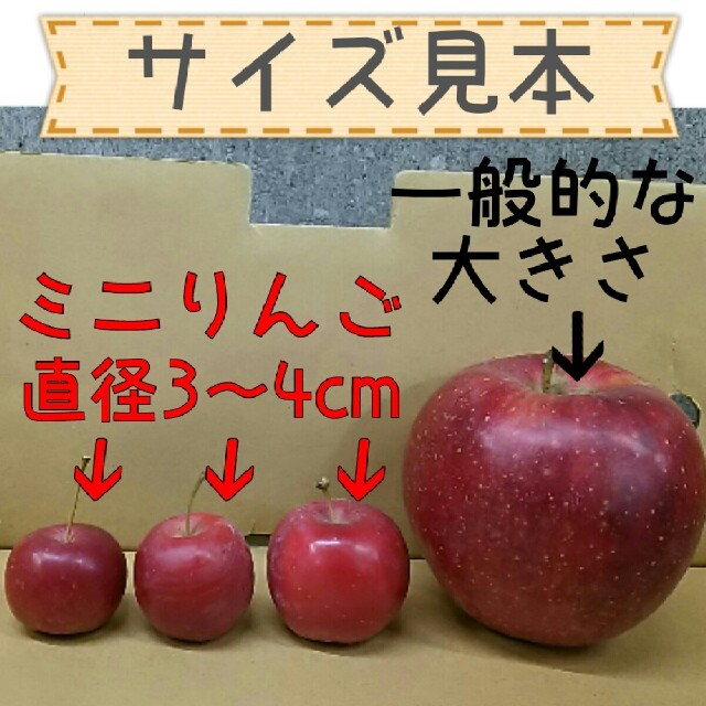 ラスト！ミニりんご1kg 25 個以上入り【送料無料】 食品/飲料/酒の食品(フルーツ)の商品写真