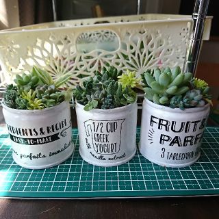リメ缶 寄せ植えセット(その他)