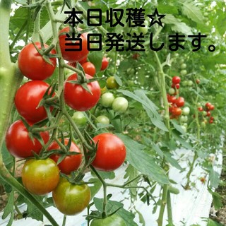収穫当日発送☆熊本県産ミニトマト２㎏(箱の重さ込)(野菜)