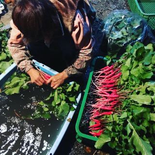 赤大根のおろ抜き(野菜)