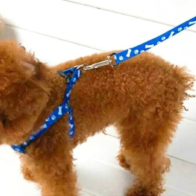 ブラック❤️小型犬用★ハーネス&リードセット その他のペット用品(犬)の商品写真