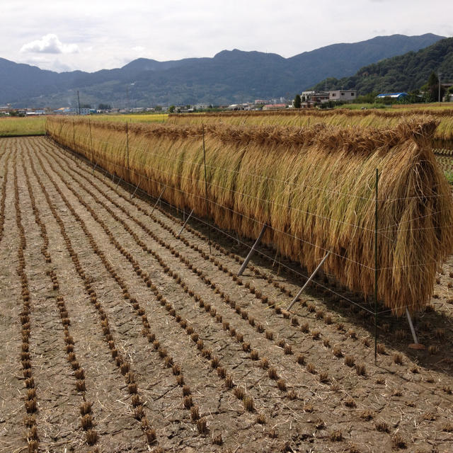 天日干しコシヒカリ精米10kg　平成30年新米]長野県産　米/穀物