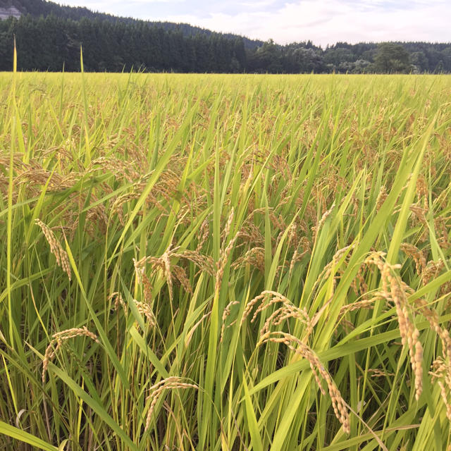 新米☆平成30年秋田県産コシヒカリ精米済10kg 食品/飲料/酒の食品(米/穀物)の商品写真