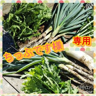 ねぎと春菊、コンパクト便(野菜)