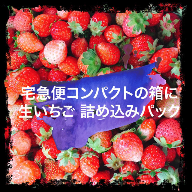 【生・加工用】夏秋いちご 販売テスト 内容量約1kg 食品/飲料/酒の食品(フルーツ)の商品写真