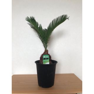 観葉植物「ソテツ」5号鉢(その他)