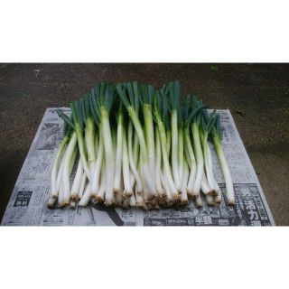 特別栽培野菜　長ねぎ　5kg　（山形県産）　(野菜)